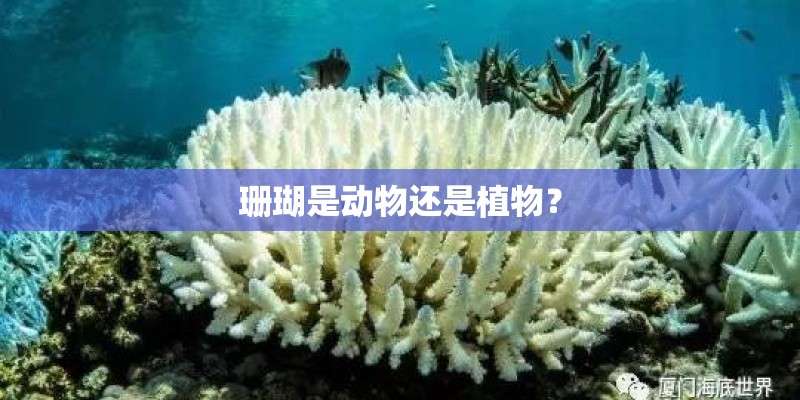 珊瑚是动物还是植物？
