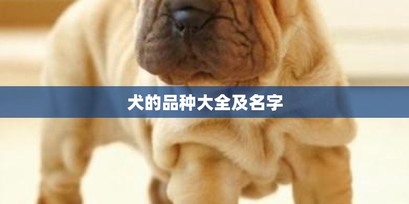犬的品种大全及名字