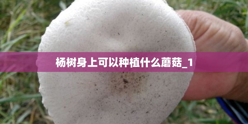 杨树身上可以种植什么蘑菇_1