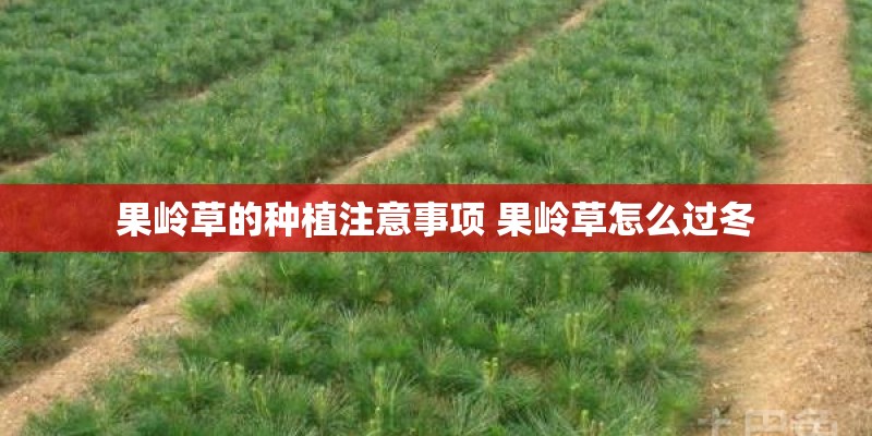 果岭草的种植注意事项 果岭草怎么过冬