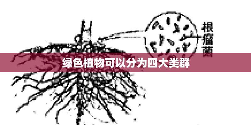 绿色植物可以分为四大类群 绿色植物可以分为四大类群