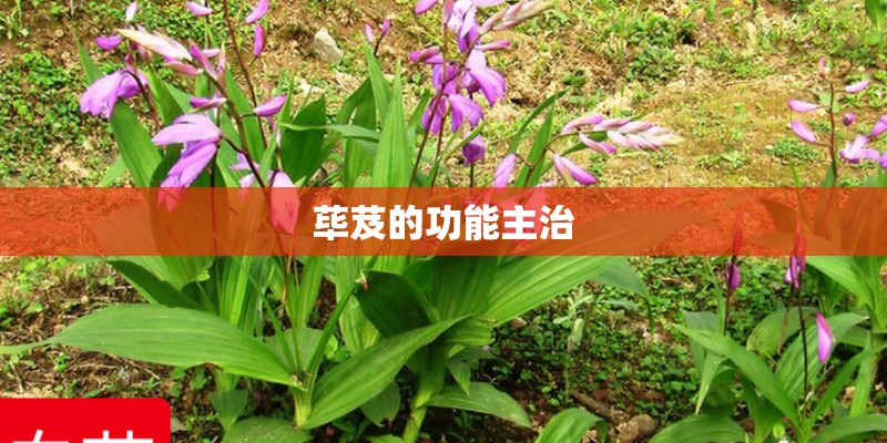 荜芨的功能主治