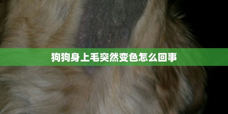狗狗身上毛突然变色怎么回事