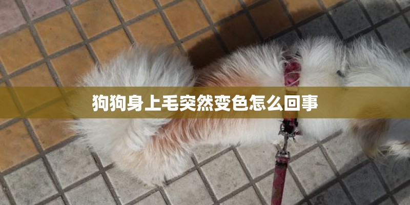 狗狗身上毛突然变色怎么回事 狗狗身上毛突然变色怎么回事