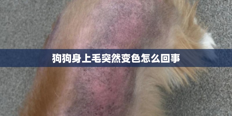 狗狗身上毛突然变色怎么回事 狗狗身上毛突然变色怎么回事