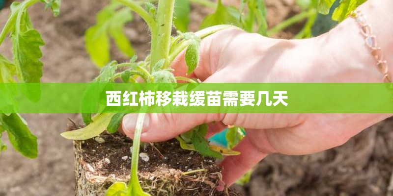 西红柿移栽缓苗需要几天