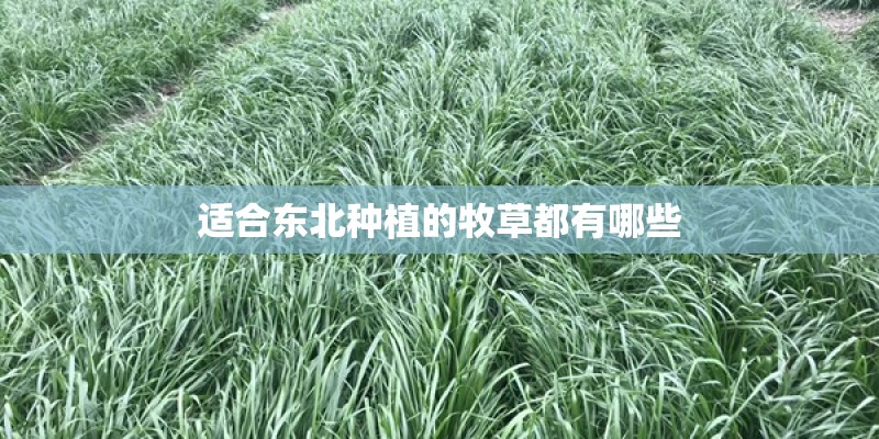 适合东北种植的牧草都有哪些