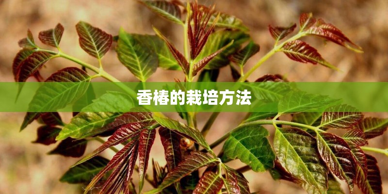 香椿的栽培方法 香椿的栽培方法