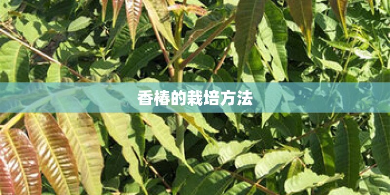 香椿的栽培方法 香椿的栽培方法