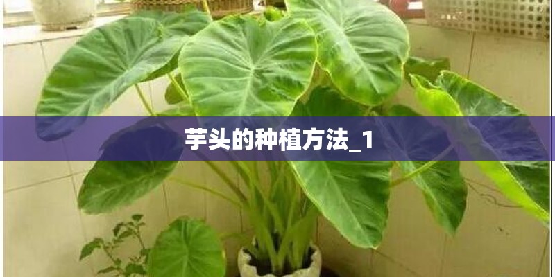芋头的种植方法_1