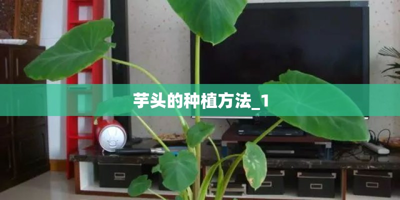 芋头的种植方法_1