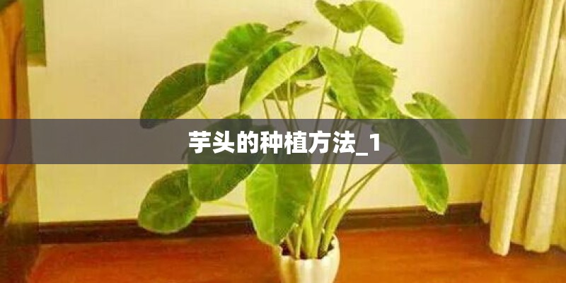 芋头的种植方法_1