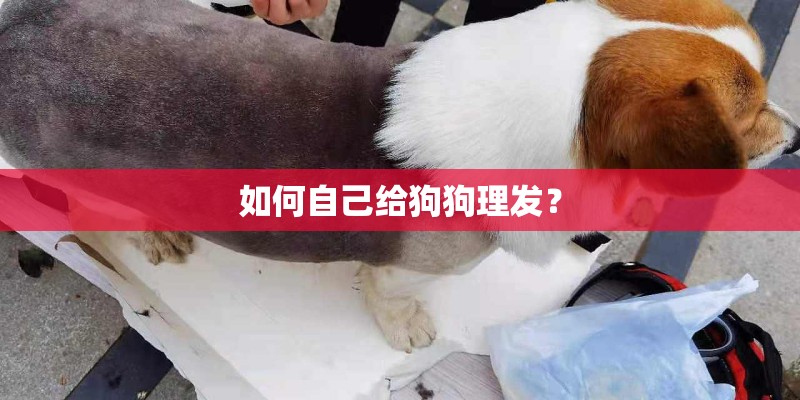 如何自己给狗狗理发？