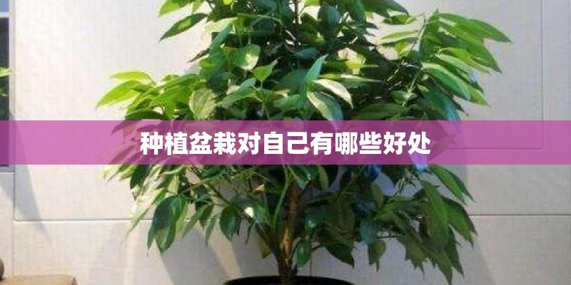 种植盆栽对自己有哪些好处
