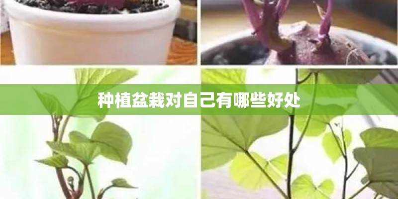 种植盆栽对自己有哪些好处