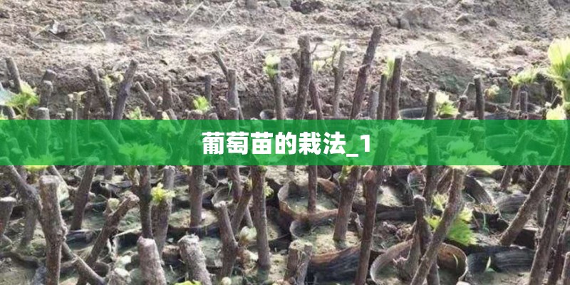 葡萄苗的栽法_1