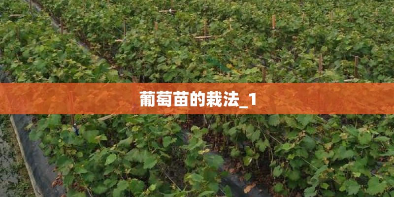 葡萄苗的栽法_1