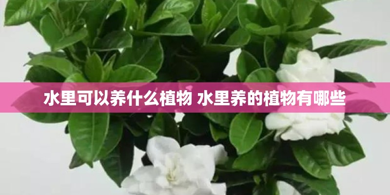 水里可以养什么植物 水里养的植物有哪些