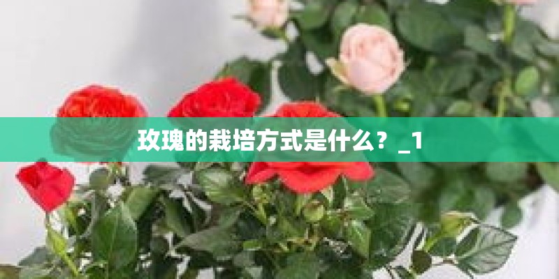 玫瑰的栽培方式是什么？_1