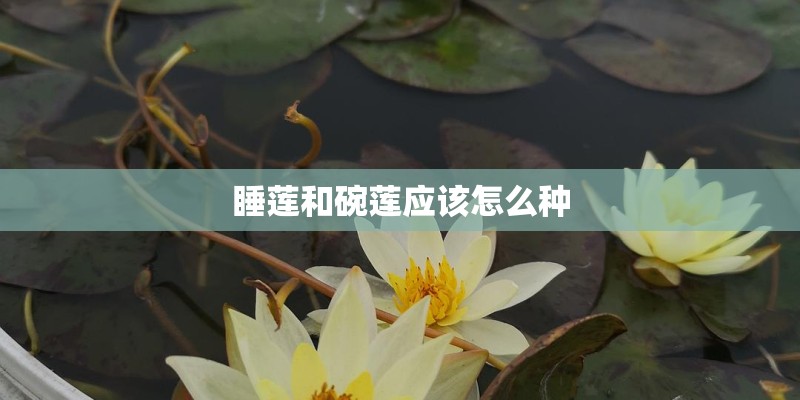 睡莲和碗莲应该怎么种
