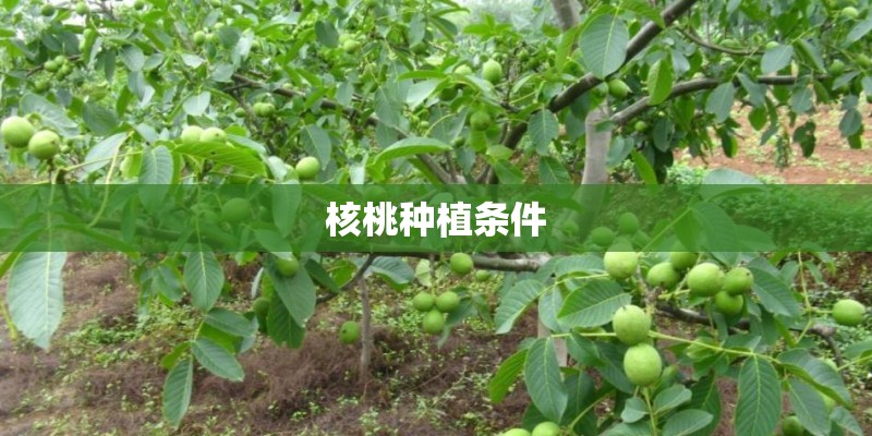 核桃种植条件