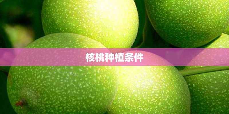 核桃种植条件