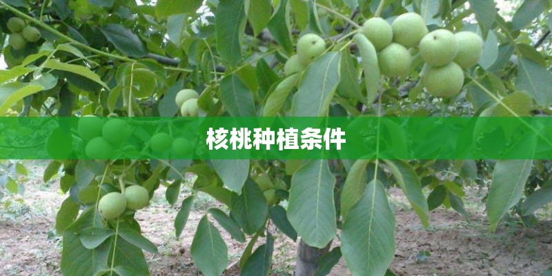 核桃种植条件