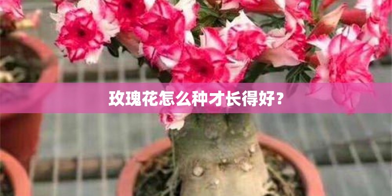 玫瑰花怎么种才长得好？