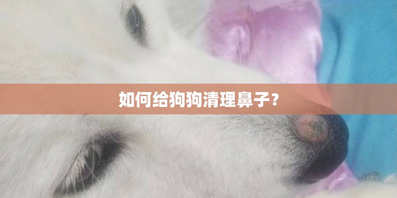 如何给狗狗清理鼻子？