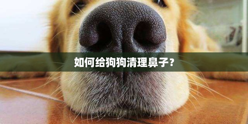 如何给狗狗清理鼻子？