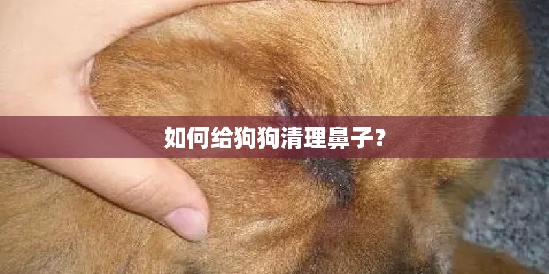 如何给狗狗清理鼻子？