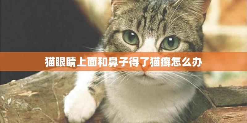 猫眼睛上面和鼻子得了猫癣怎么办