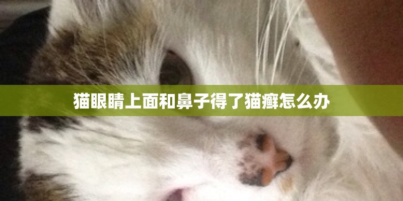 猫眼睛上面和鼻子得了猫癣怎么办