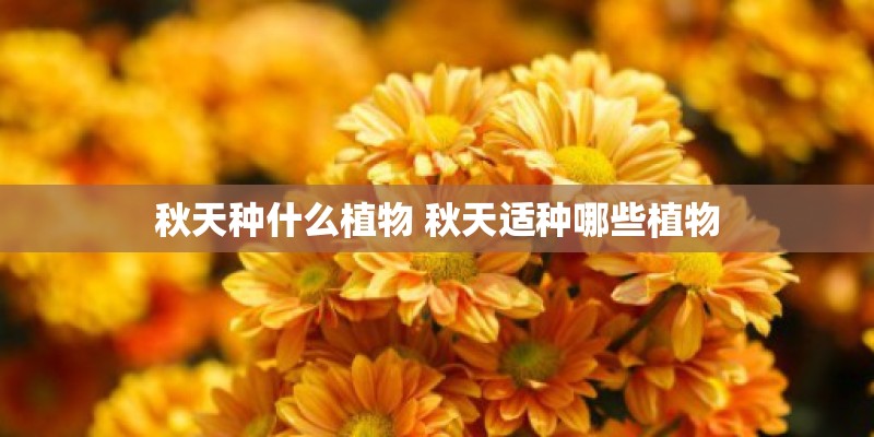 秋天种什么植物 秋天适种哪些植物