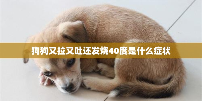 狗狗又拉又吐还发烧40度是什么症状