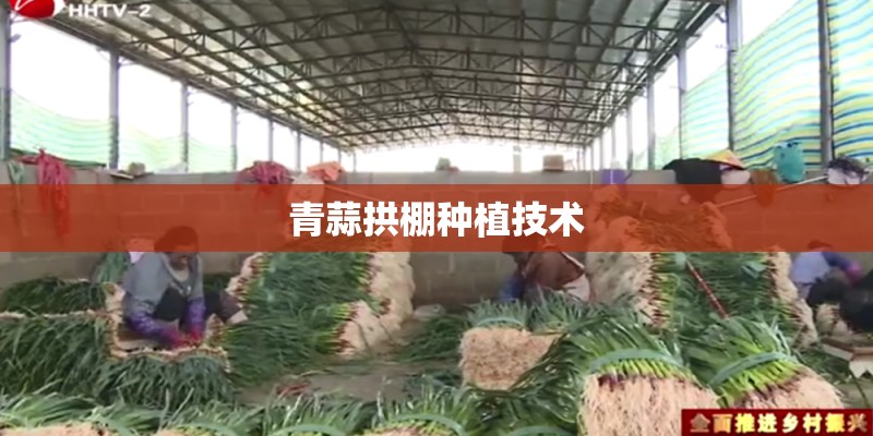 青蒜拱棚种植技术