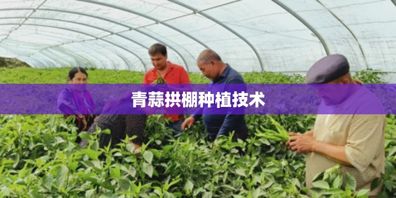 青蒜拱棚种植技术