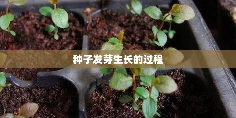 种子发芽生长的过程