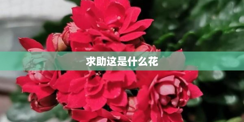 求助这是什么花