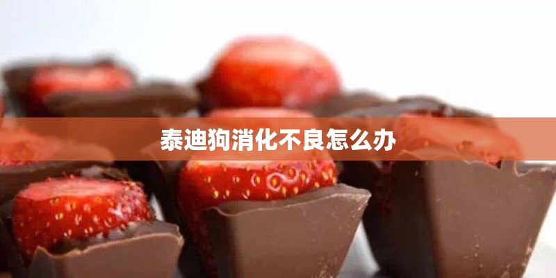 泰迪狗消化不良怎么办