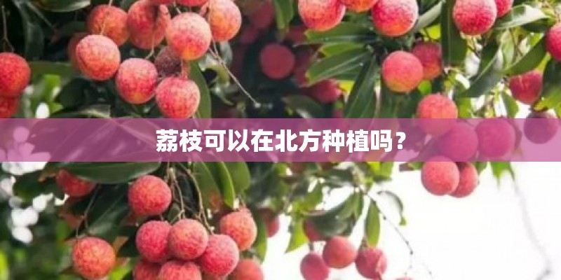 荔枝可以在北方种植吗？