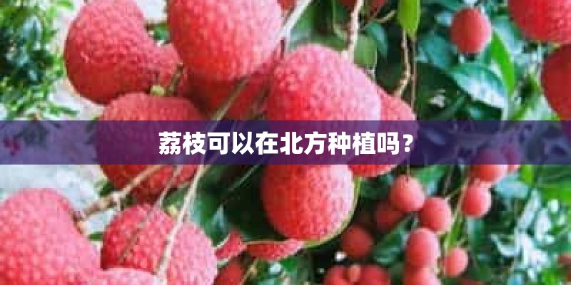 荔枝可以在北方种植吗？