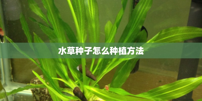 水草种子怎么种植方法