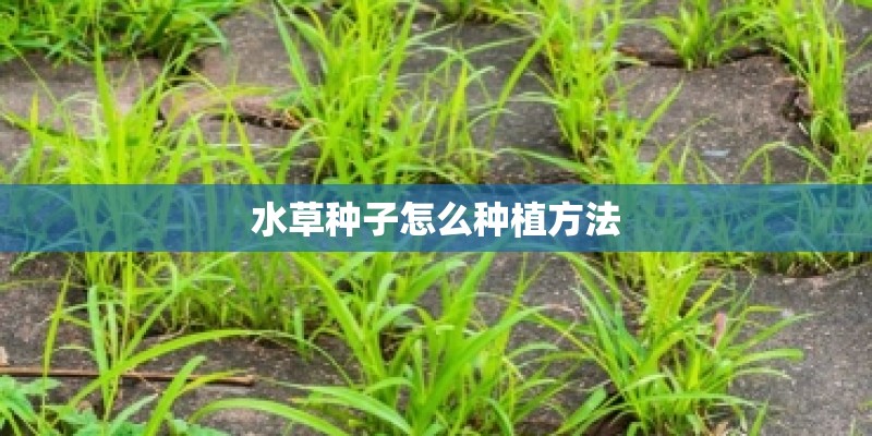 水草种子怎么种植方法