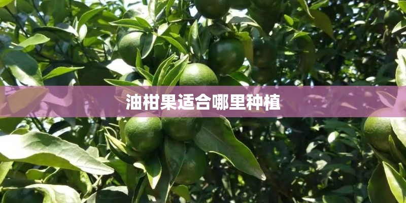 油柑果适合哪里种植