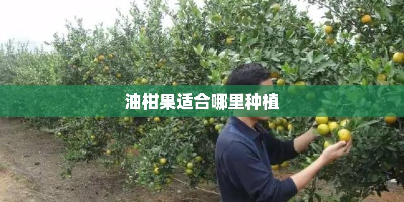 油柑果适合哪里种植
