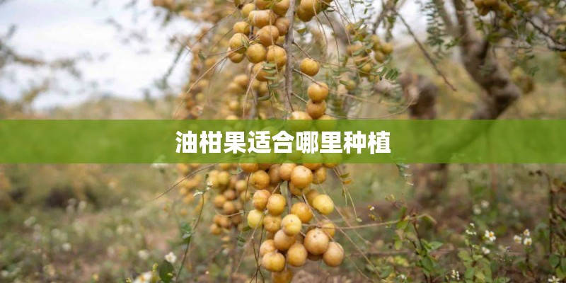 油柑果适合哪里种植