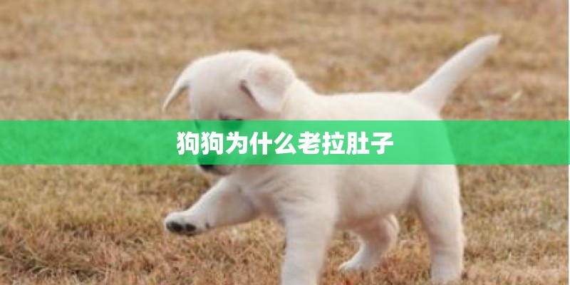 狗狗为什么老拉肚子
