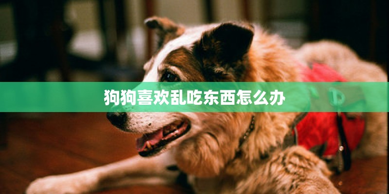 狗狗喜欢乱吃东西怎么办