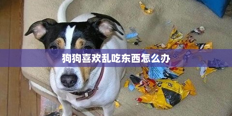 狗狗喜欢乱吃东西怎么办